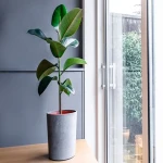 Learning to buy an tall low light plants from zero to one hundred