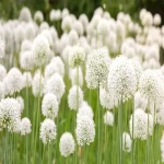 flower cluster white acquaintance from zero to one hundred bulk purchase prices