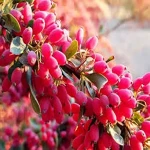 red barberry fruit with complete explanations and familiarization