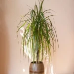 Price and purchase indoor plant dracaena with complete specifications