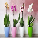 The price of bulk purchase of orchid flower house plant is cheap and reasonable