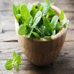 mint green plant buying guide with special conditions and exceptional price