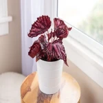 Price and purchase indoor begonia plants with complete specifications