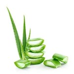 Price and purchase aloe vera plant in home with complete specifications