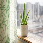 Bulk purchase of Aloe Vera house plant with the best conditions