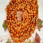 Price and purchase zahidi dates vs fard dates with complete specifications