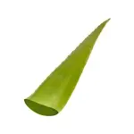 Fresh organic aloe vera leaves acquaintance from zero to one hundred bulk purchase prices