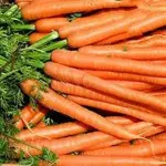 Long imperator carrots 2024 Price List