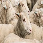 live sheep export inquiry acquaintance from zero to one hundred bulk purchase prices