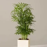The price of bulk purchase of nice small plants is cheap and reasonable
