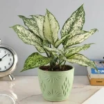 indoor aglaonema plant buying guide with special conditions and exceptional price