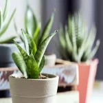 Bulk purchase of sansevieria plant indoor with the best conditions