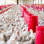 Bulk purchase of poultry equipment in raipur with the best conditions