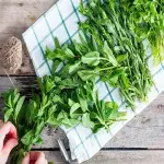 Bulk purchase of medicinal plants from india with the best conditions