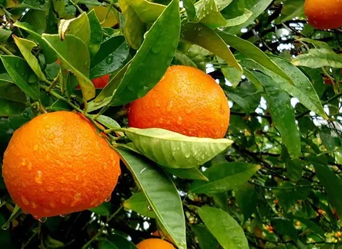 Buy Duncan Grapefruit | Selling All Types of Duncan Grapefruit At a Reasonable Price