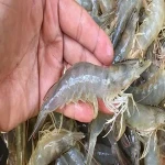 Bulk purchase of high grade shrimp with the best conditions