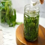 mint leaves extract with complete explanations and familiarization