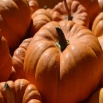 Organic fresh pumpkin acquaintance from zero to one hundred bulk purchase prices