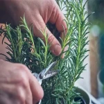 Rosemary indoor plant specifications and how to buy in bulk
