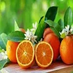 fresh orange in pregnancy acquaintance from zero to one hundred bulk purchase prices