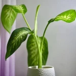 Learning to buy an dieffenbachia plant indoor from zero to one hundred