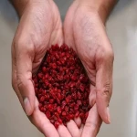 The Barberry Good for Diabetes and How to Purchase