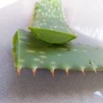 aloe vera plant in qatar with complete explanations and familiarization