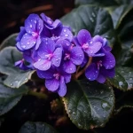 Bulk purchase of African violet houseplant with the best conditions