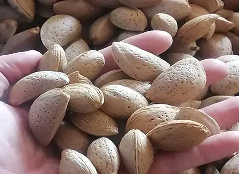 خرید و قیمت روز بادام سنگی دیم