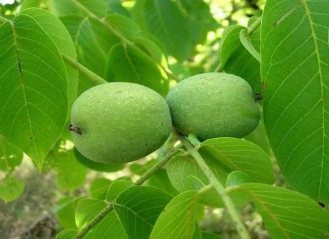 خرید مستقیم گردو پوست سبز + قیمت فروش کارخانه