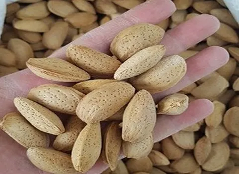 قیمت خرید بادام مامایی با پوست + مشخصات، عمده ارزان