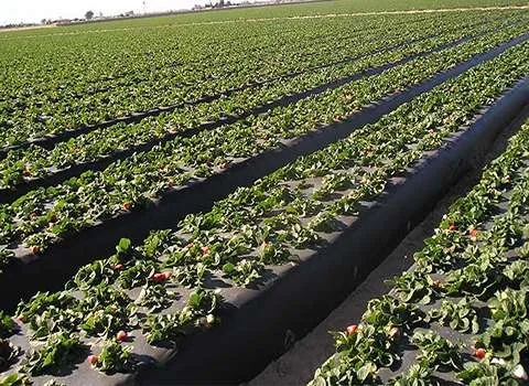 خرید نایلون کشاورزی سیاه + قیمت عالی