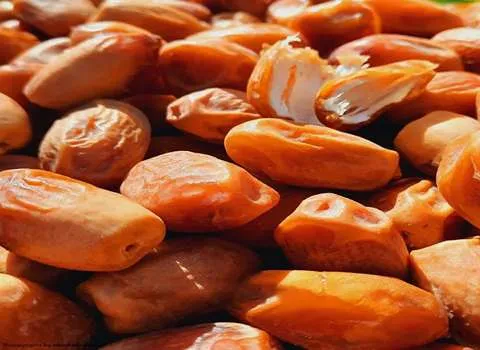 خرمای بدون هسته سالم قیمت ارزان در جنوب کد 32