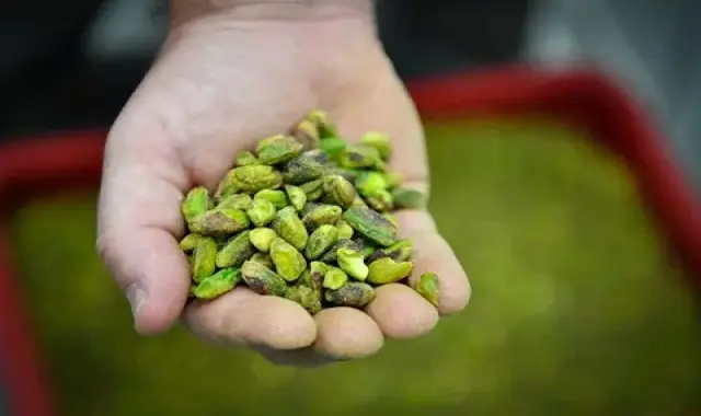 مغز پسته بدون پوست؛ آهن 2 درمان کم خونی تقویت حافظه Golestan