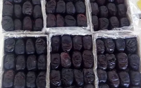 خرمای مضافتی فله؛ گرم بهبود عملکرد مغز مناسب افراد سرد مزاج