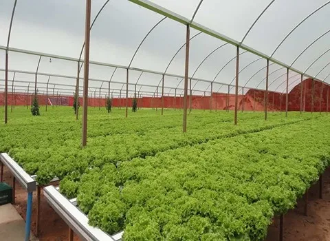 نایلون سه لایه گلخانه؛ پلیمری ضخامت 220 میکرون مناسب گلخانه تجاری خانگی