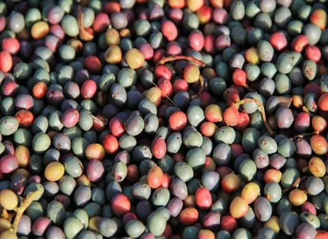 قیمت خرید پسته وحشی + فروش در تجارت و صادرات