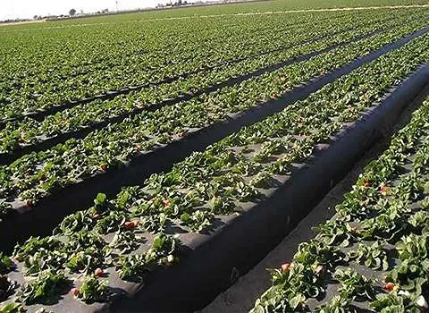 قیمت خرید نایلون کشت صیفی جات + مشخصات، عمده ارزان