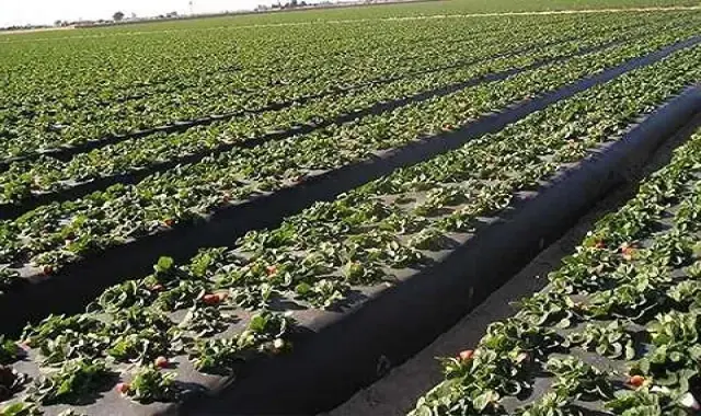 قیمت خرید نایلون کشت صیفی جات + مشخصات، عمده ارزان