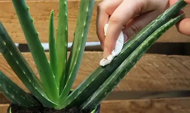 مرجع قیمت انواع گیاه الوورا + خرید ارزان