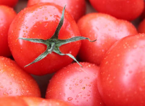 قیمت گوجه فرنگی در میدان تبریز