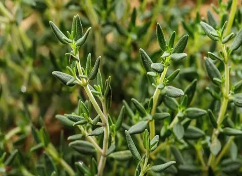 آویشن برگ پهن کوهی؛ طبع گرم خشک درمان سرماخوردگی عفونت تنفسی