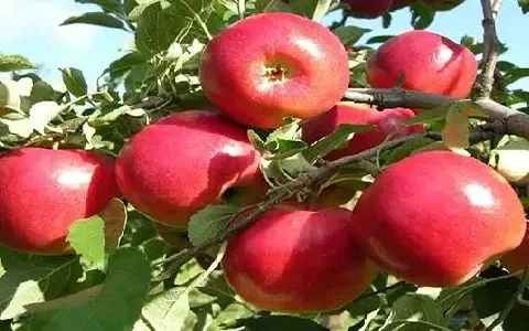 سیب درختی در شیراز ؛ طعم شیرین ترش کاهش بیماری قلبی و سرطان 