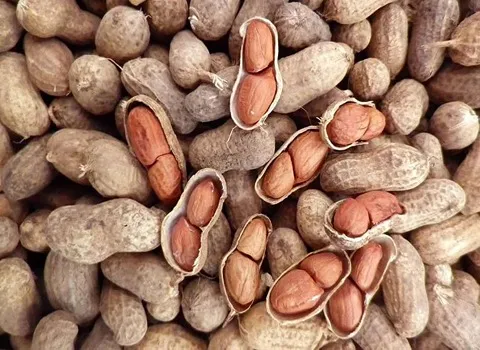 بادام زمینی عمده؛ خام بو داده حاوی آهن کلسیم