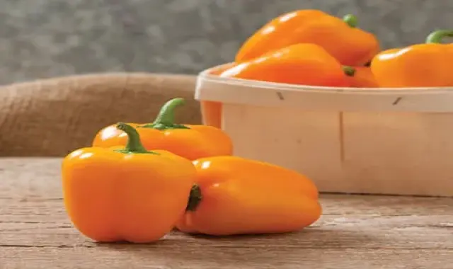 خرید فلفل دلمه نارنجی مگنو + بهترین قیمت