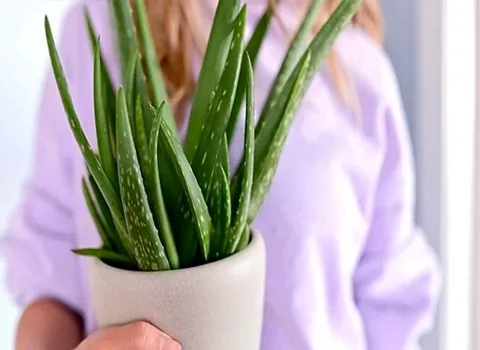 راهنمای خرید گیاه آلوئه ورا اصل با شرایط ویژه و قیمت استثنایی