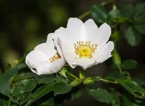 قلمه گل نسترن؛ دارویی (باغچه حیاط) مقاوم Nasturtium