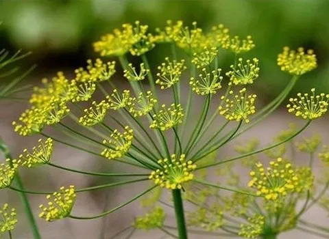 راهنمای خرید گیاه سنب انغوزه با شرایط ویژه و قیمت استثنایی