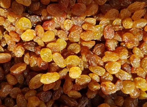 کشمش صادراتی ملکان؛ طلایی سلطانی آفتابی درجه 1 تولید iran