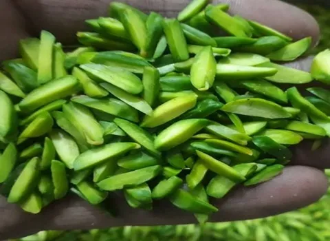 خلال پسته 10 گرمی؛ مناطق مرتفع کویری سبز رنگ حالت چرب